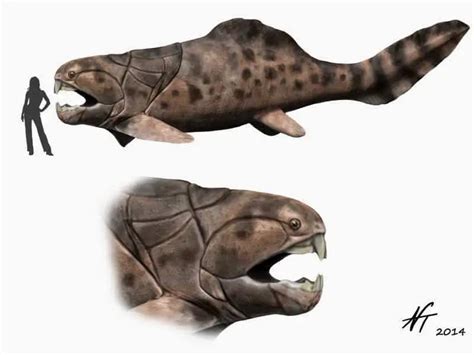 why did dunkleosteus go extinct.